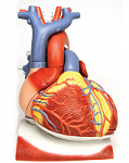 1008547-Heart-Diaphragm