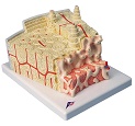 Micro Anatomy Model