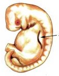 embryo-28-days