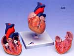 heart model