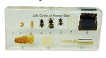 life-cycle-of-honeybee