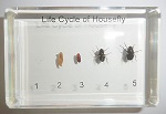 life-cycle-of-housefly
