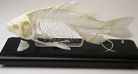 model fish