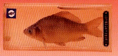 model fish