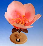 model peach flower