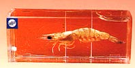 specimen prawn