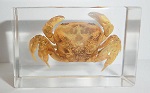 river-crab-specimen