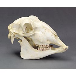sheep skull