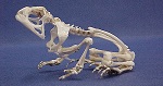 toad-skeleton