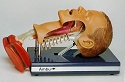 1062-3-Intubation-trainer