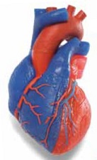heart 5 part model